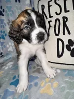 Mitzi jr, a female Saint Bernard for sale in Clio, MI – Photo 8 of 10