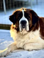 Maggie, a female Saint Bernard for sale in Clio, MI – Photo 7 of 10