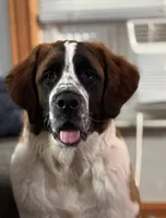 Maggie, a female Saint Bernard for sale in Clio, MI – Photo 4 of 10