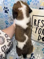 Maggie, a female Saint Bernard for sale in Clio, MI – Photo 9 of 10