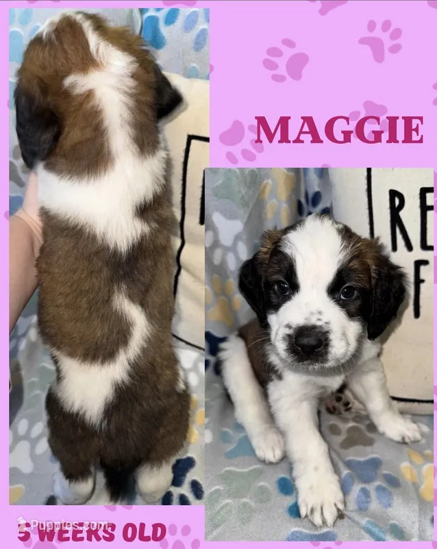 Maggie – Saint Bernard puppy for sale in Clio, MI