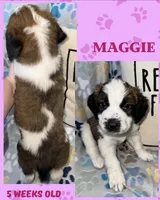 Maggie, a female Saint Bernard for sale in Clio, MI – Photo 1 of 10