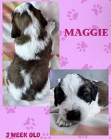 Maggie, a female Saint Bernard for sale in Clio, MI – Photo 2 of 10