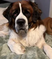 Maggie, a female Saint Bernard for sale in Clio, MI – Photo 3 of 10