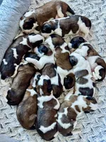 Maggie, a female Saint Bernard for sale in Clio, MI – Photo 10 of 10