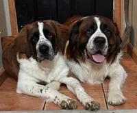 Maggie, a female Saint Bernard for sale in Clio, MI – Photo 6 of 10