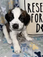 Maggie, a female Saint Bernard for sale in Clio, MI – Photo 8 of 10