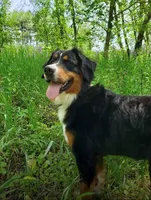 Sadie, a female Bernese Mountain Dog for sale in Pittsburgh, PA – Photo 2 of 4
