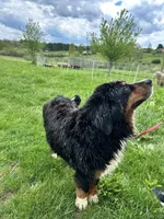 Sadie, a female Bernese Mountain Dog for sale in Pittsburgh, PA – Photo 4 of 4