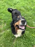 Sadie, a female Bernese Mountain Dog for sale in Pittsburgh, PA – Photo 3 of 4