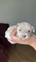 Girl 3, a female Maltipoo for sale in Pittsburgh, PA – 5 of 6