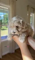 Girl 1, a female Maltipoo for sale in Succasunna, NJ – 6 of 9