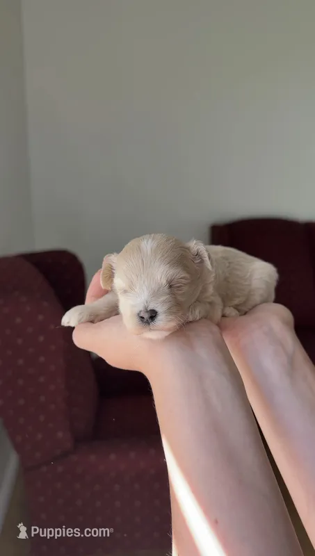 Girl 1 – Maltipoo puppy for sale in Pittsburgh, PA