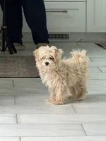 Maple, a female Maltipoo for sale in Pittsburgh, PA – 3 of 7