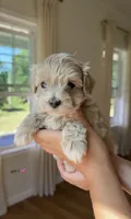 Girl 1, a female Maltipoo for sale in Succasunna, NJ – 4 of 9
