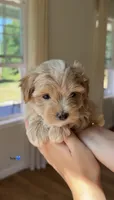 Boy 1, a male Maltipoo for sale in Succasunna, NJ – 2 of 6