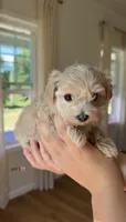 Girl 3, a female Maltipoo for sale in Succasunna, NJ – 2 of 8