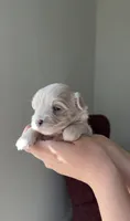Girl 3, a female Maltipoo for sale in Pittsburgh, PA – 1 of 6