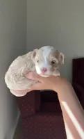 Girl 2, a female Maltipoo for sale in Pittsburgh, PA – 2 of 3