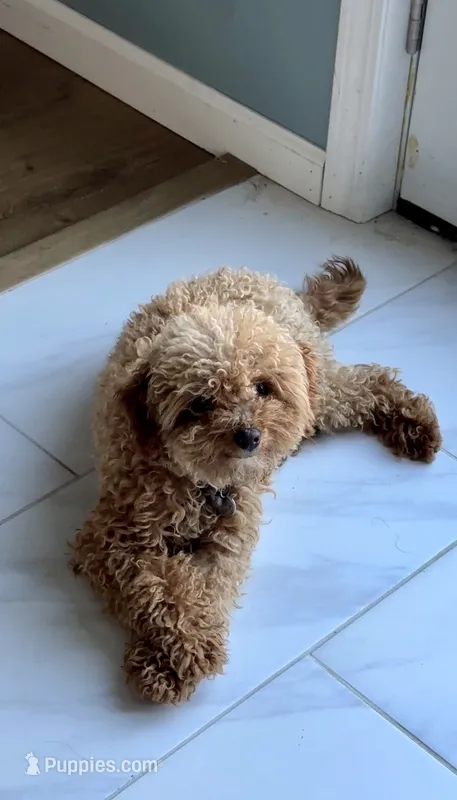 Sunny – Poodle - Toy  puppy for sale in Pittsburgh, PA