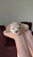 Girl 1, a female Maltipoo for sale in Pittsburgh, PA – 3 of 3