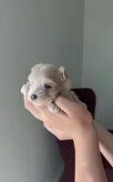 Girl 1, a female Maltipoo for sale in Pittsburgh, PA – 2 of 3