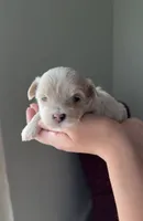 Girl 3, a female Maltipoo for sale in Pittsburgh, PA – 3 of 6