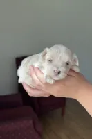 Girl 3, a female Maltipoo for sale in Pittsburgh, PA – 6 of 6
