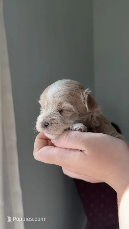 Boy 1 – Maltipoo puppy for sale in Pittsburgh, PA