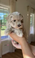 Girl 1, a female Maltipoo for sale in Succasunna, NJ – 2 of 9