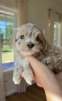 Girl 1, a female Maltipoo for sale in Succasunna, NJ – 3 of 9