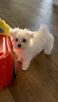 Fluffy, a female Maltese for sale in Pittsburgh, PA – 2 of 3