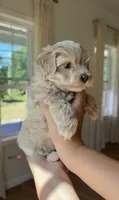 Girl 1, a female Maltipoo for sale in Succasunna, NJ – 5 of 9