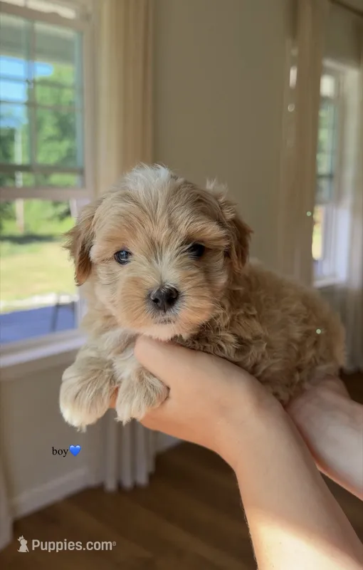 Boy 1 – Maltipoo puppy for sale in Pittsburgh, PA