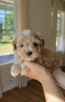 Boy 1, a male Maltipoo for sale in Succasunna, NJ – 1 of 6