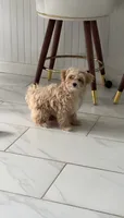 Maple, a female Maltipoo for sale in Pittsburgh, PA – 2 of 7