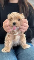 Sunny, a male Poodle - Toy  for sale in Pittsburgh, PA – 3 of 3
