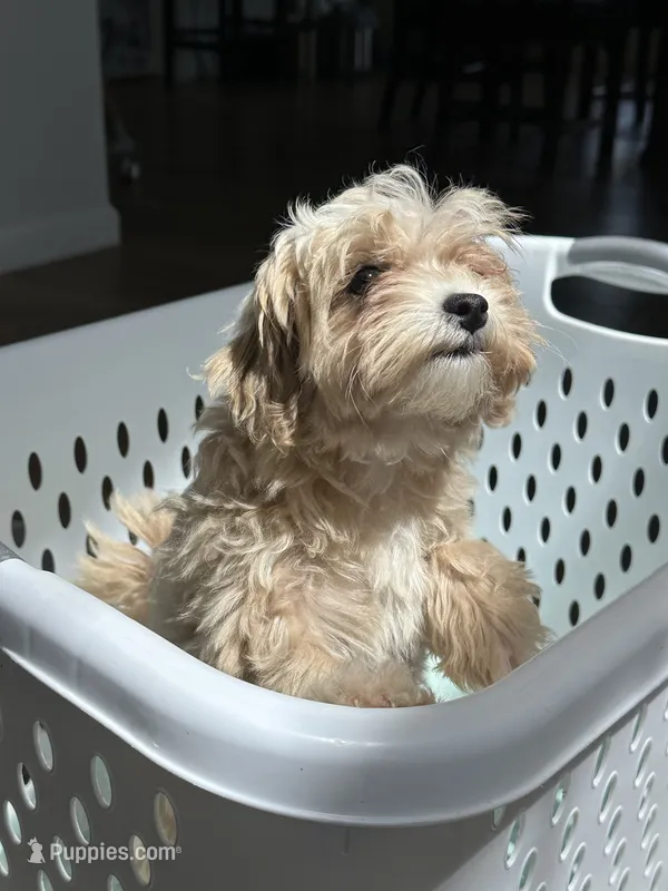 Maple – Maltipoo puppy for sale in Pittsburgh, PA