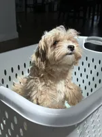 Maple, a female Maltipoo for sale in Pittsburgh, PA – 1 of 7
