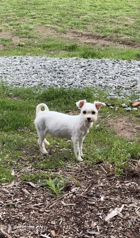 Fluffy – Maltese puppy for sale in Pittsburgh, PA