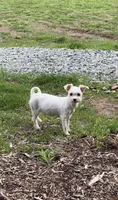 Fluffy, a female Maltese for sale in Pittsburgh, PA – 1 of 3