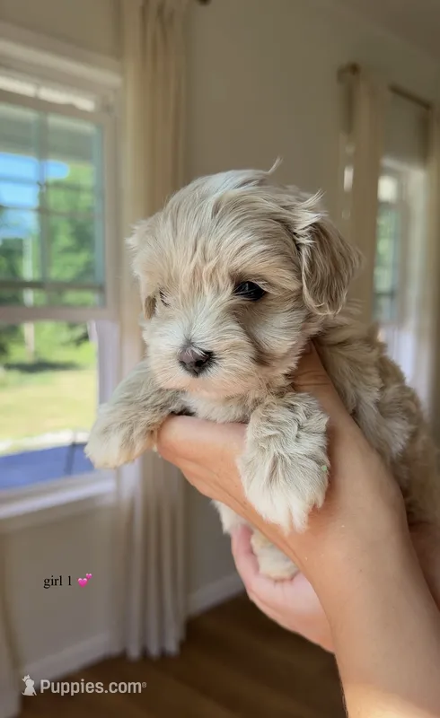 Girl 1 – Maltipoo puppy for sale in Pittsburgh, PA