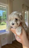 Girl 1, a female Maltipoo for sale in Succasunna, NJ – 1 of 9