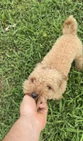 Sunny, a male Poodle - Toy  for sale in Pittsburgh, PA – 3 of 3