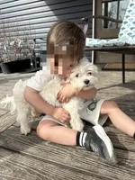 Fluffy, a female Maltese for sale in Pittsburgh, PA – 3 of 3