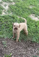 Sunny, a male Poodle - Toy  for sale in Pittsburgh, PA – 2 of 3