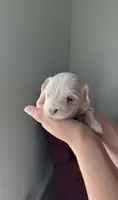 Girl 3, a female Maltipoo for sale in Pittsburgh, PA – 4 of 6