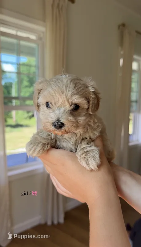 Girl 3 – Maltipoo puppy for sale in Pittsburgh, PA
