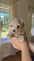 Girl 3, a female Maltipoo for sale in Succasunna, NJ – 1 of 8