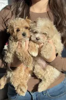 Sunny, a male Poodle - Toy  for sale in Pittsburgh, PA – 2 of 3